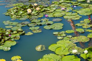 Best Crypto Betting App In India vs Lotus365: Which Is Better for Indians in 2026?
