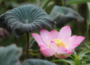 Top Lotus365 Download Link Tutorial: Step-by-Step Guide for India (2027)